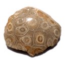 fos coral 60 3.5x325x2 hexagonaria devonian period western sarahara